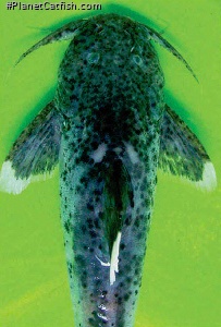 Glyptothorax malabarensis