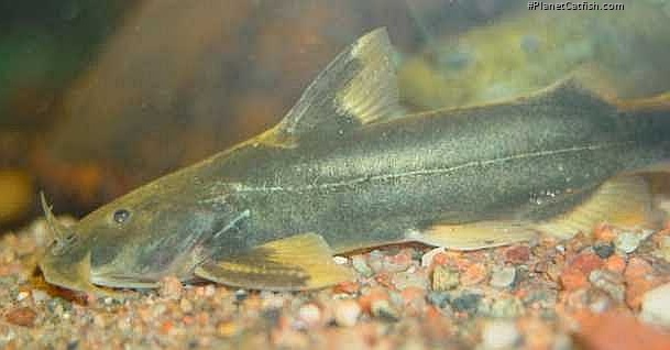 Glyptothorax platypogon