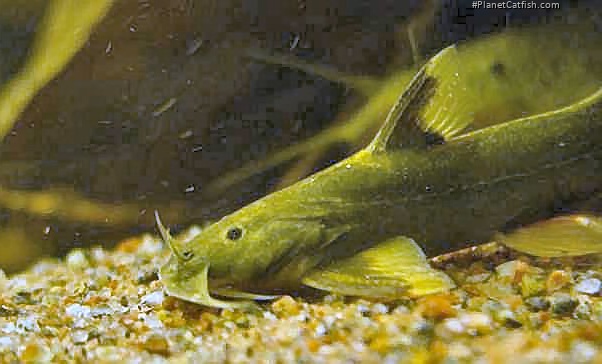 Glyptothorax platypogon