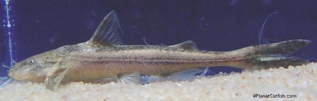 Glyptothorax telchitta