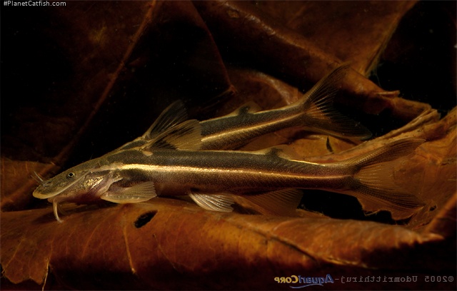 Glyptothorax trilineatus