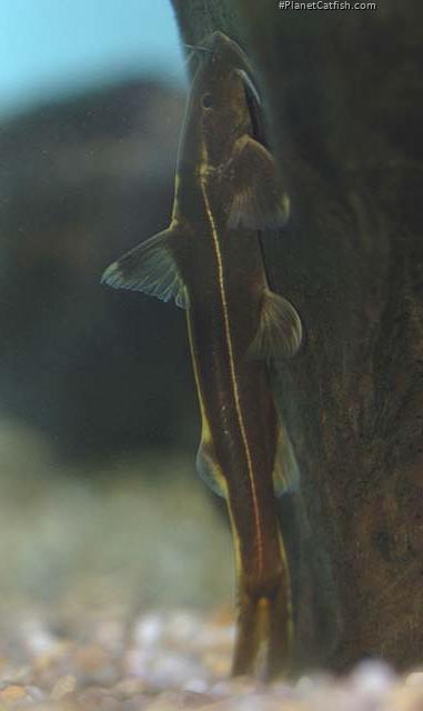 Glyptothorax trilineatus
