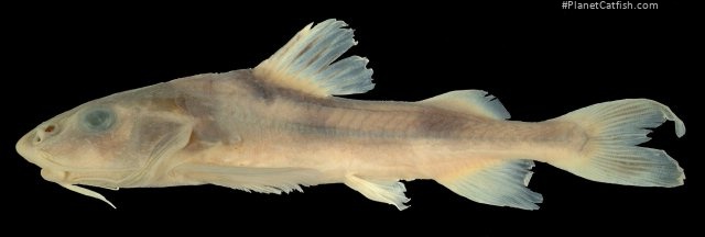 Gogangra viridescens