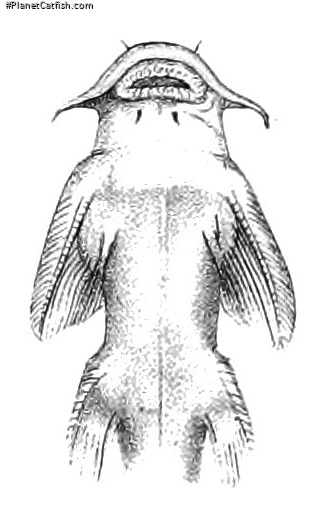 Myersglanis blythii