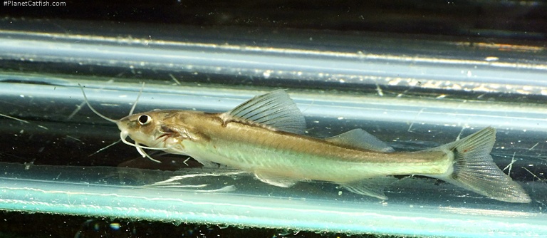 Nangra assamensis