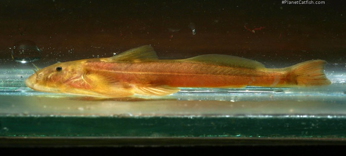 Oreoglanis macroptera