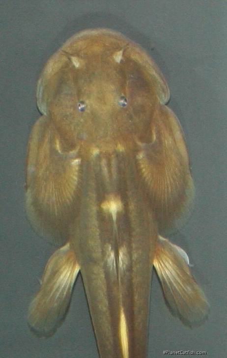 Oreoglanis nakasathiani