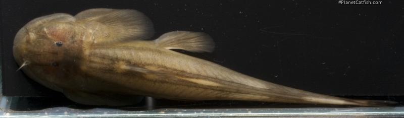 Oreoglanis nakasathiani