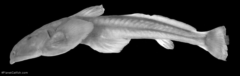 Oreoglanis tenuicauda