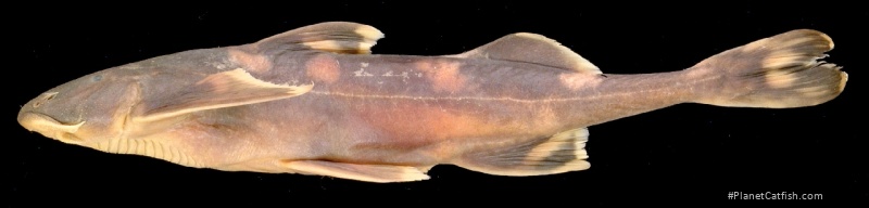 Pseudecheneis brachyura