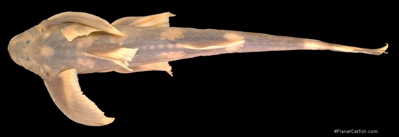 Pseudecheneis longipectoralis