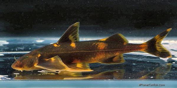 Pseudecheneis sp. (1)