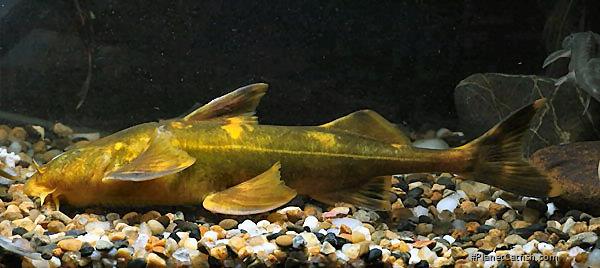 Pseudecheneis sp. (1)