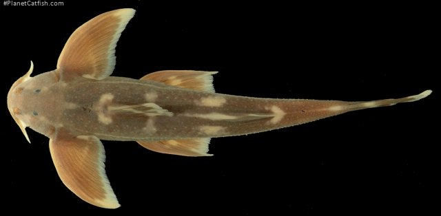 Pseudecheneis sympelvica