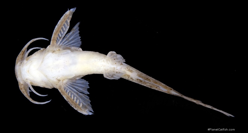 Pseudolaguvia austrina