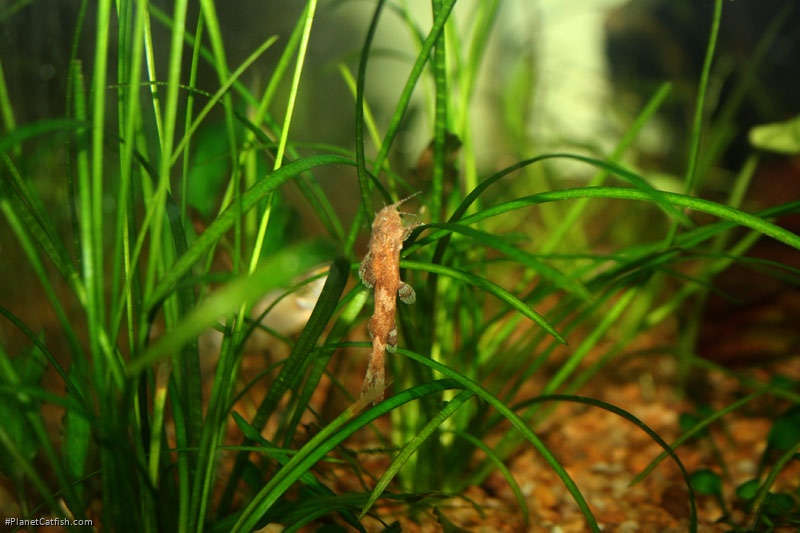 Pseudolaguvia ferruginea