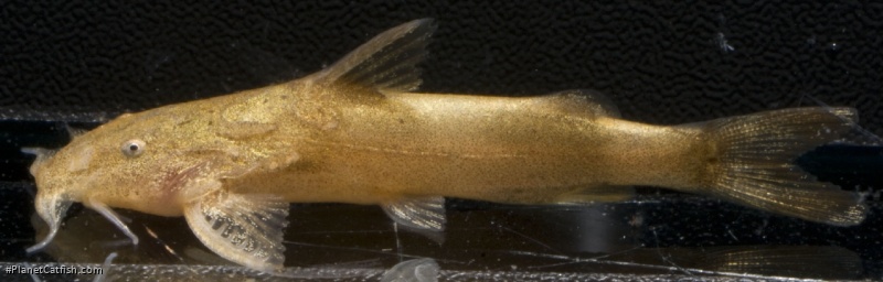 Pseudolaguvia ferula