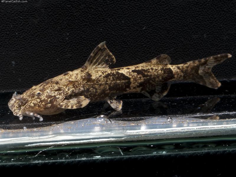 Pseudolaguvia flavida