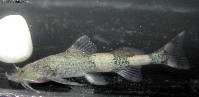 Pseudolaguvia foveolata