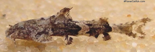 Pseudolaguvia ribeiroi