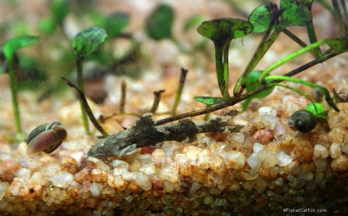 Pseudolaguvia ribeiroi