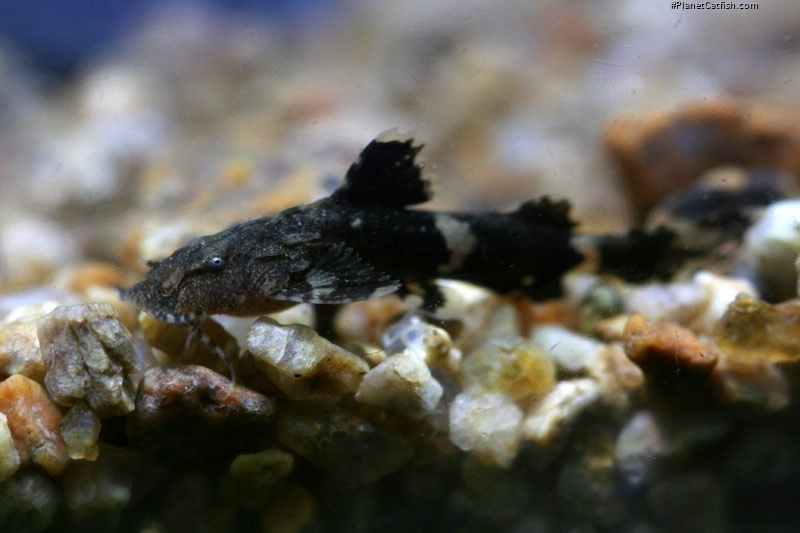 Pseudolaguvia ribeiroi