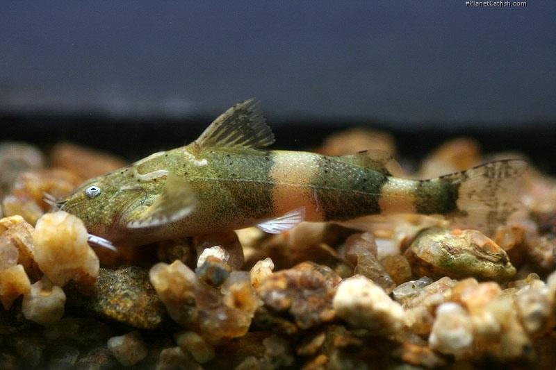 Pseudolaguvia shawi