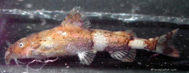 Pseudolaguvia shawi