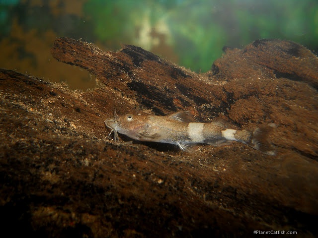 Pseudolaguvia shawi