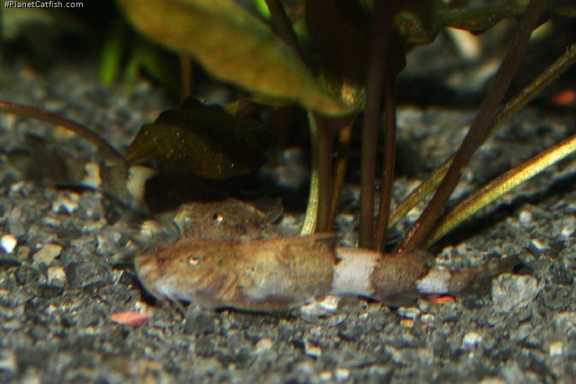 Pseudolaguvia shawi