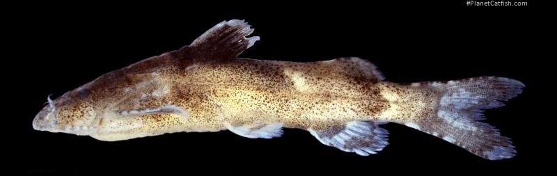 Pseudolaguvia spicula