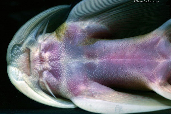 Sineuchiloglanis anteanalis