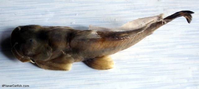 Sineuchiloglanis gracilicaudata