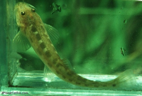 Bullockia maldonadoi