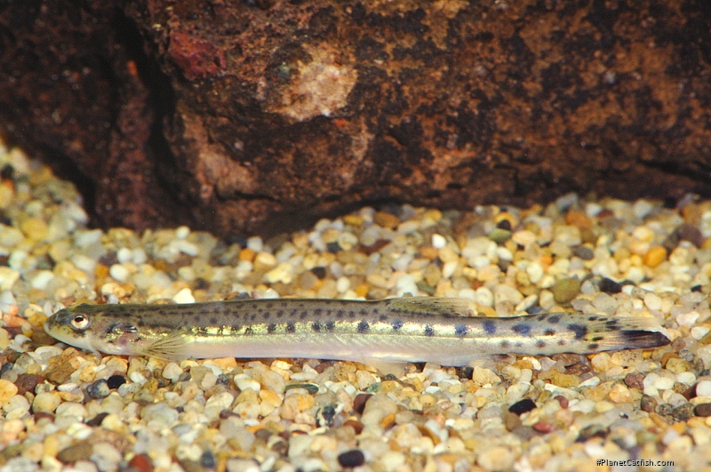 Henonemus triacanthopomus