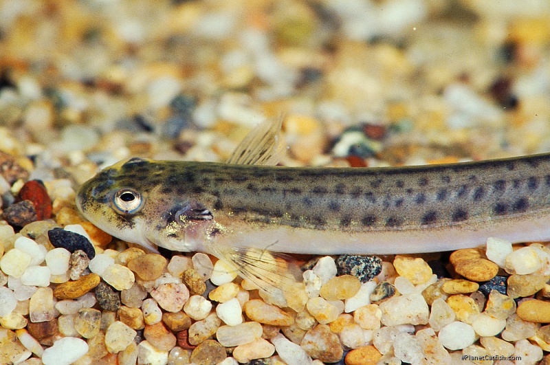 Henonemus triacanthopomus