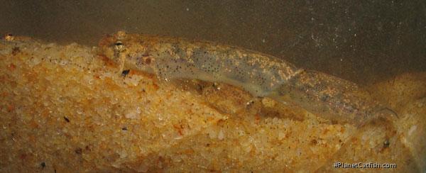 Ochmacanthus cf. alternus