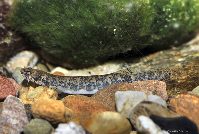 Ochmacanthus orinoco