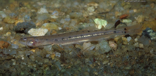 Pseudostegophilus paulensis