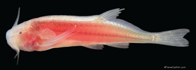 Sarcoglanis simplex