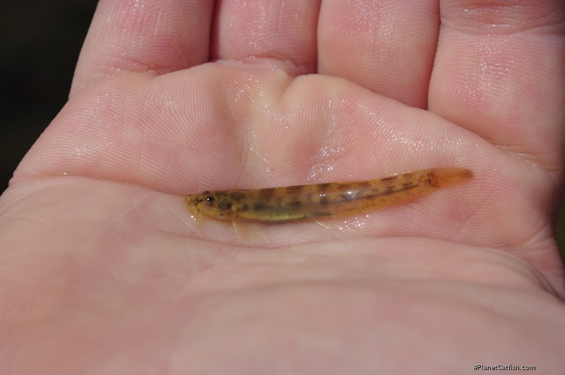 Scleronema minutum