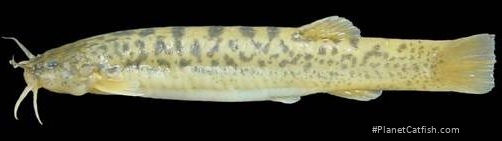 Trichomycterus arleoi