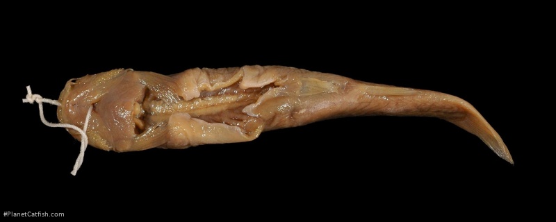 Trichomycterus borellii
