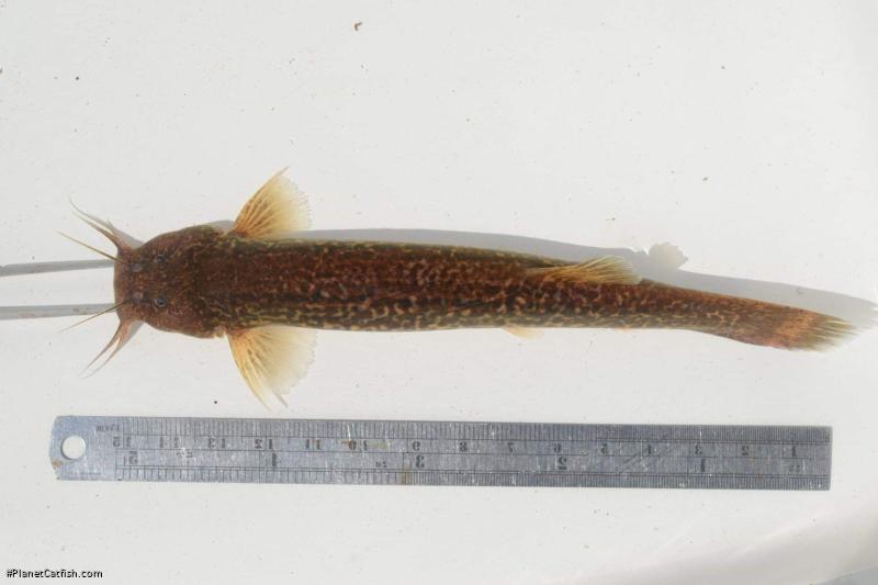 Trichomycterus brasiliensis