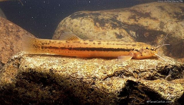 Trichomycterus itatiayae