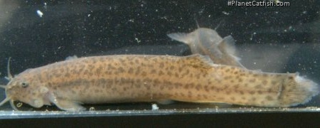 Trichomycterus sp. (1)