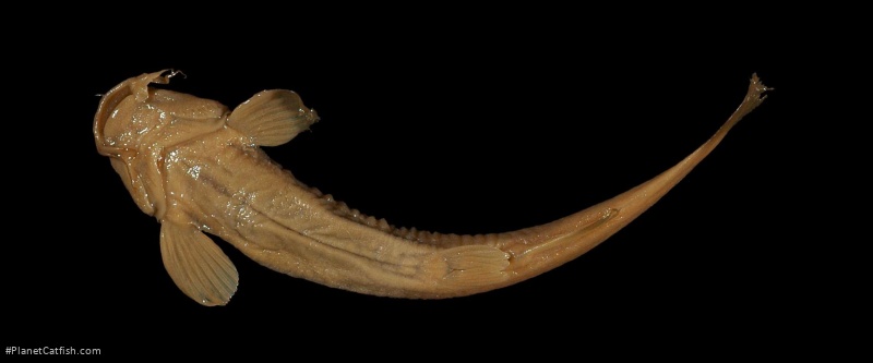 Trichomycterus spegazzinii