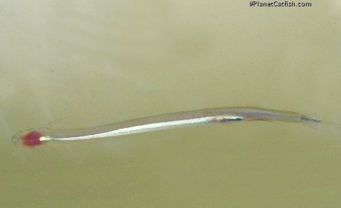 Vandellia cirrhosa