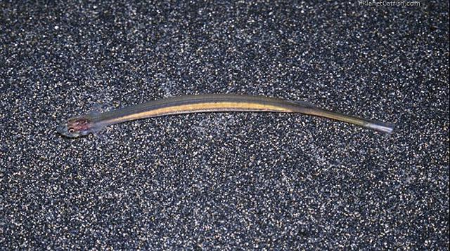 Vandellia sanguinea
