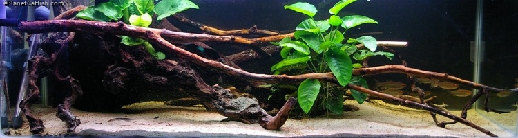 Aquarium for Pseudohemiodon